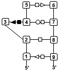 Sarcin ricin consensus